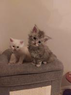 Maine coon kittens, Dieren en Toebehoren, Katten en Kittens | Raskatten | Langhaar, Meerdere dieren, Gechipt