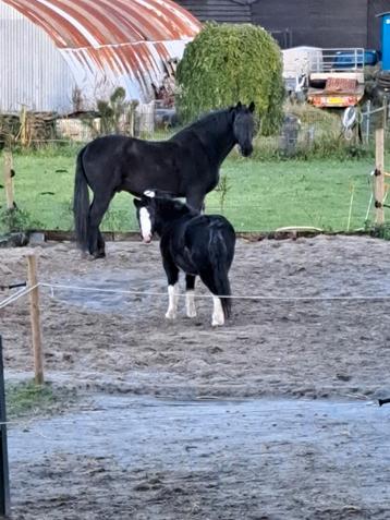 Paard en pony zoeken maatje beschikbaar voor biedingen