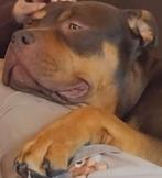 bully tricolor xl reu pas 12 maandjes, Dieren en Toebehoren, Rabiës (hondsdolheid), 15 weken tot 1 jaar, Eén hond, Nederland