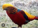 Broedeieren fazant gezocht, Dieren en Toebehoren, Pluimvee, Geslacht onbekend, Kip