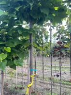 Bol catalpa op 150 cm .180 cm 200cm 225 cm, Bloeit niet, Halfschaduw, 100 tot 250 cm, Overige soorten