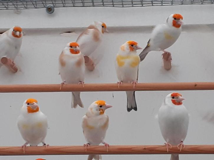 Mooie forse onverwante koppels majoor putters uit 2025/2024, Dieren en Toebehoren, Vogels | Overige Vogels, Wildzangvogel, Meerdere dieren