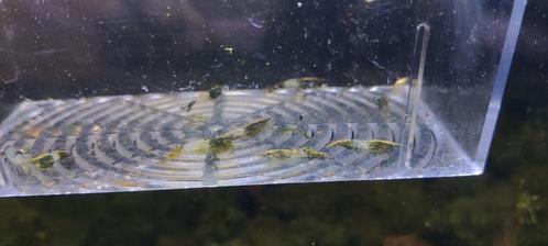 Green rilli neocaridina 10 stuks € 40, Dieren en Toebehoren, Vissen | Aquariumvissen, Kreeft, Krab of Garnaal