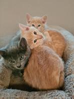 Lieve mooie kittens, kruising Britse X Europese korthaar, Meerdere dieren, Ontwormd, 0 tot 2 jaar