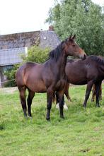 Knappe 2 jarige merrie uit een bekende fokkerij, Merrie, Dressuurpaard, 0 tot 2 jaar, 165 tot 170 cm