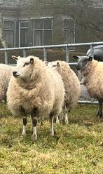 Drachtige ooi, Vrouwelijk, Schaap