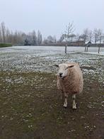 Swifter Ram., Mannelijk, Schaap