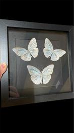 Taxidermie opgezette vlinders pareronia tritaea in 3D lijst, Ophalen of Verzenden, Zo goed als nieuw, Insect, Opgezet dier