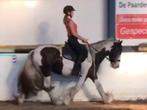 Grote maat 8jr Tinker ruin Bomproof, Dieren en Toebehoren, Paarden, Gechipt, Minder dan 160 cm, Ruin, L