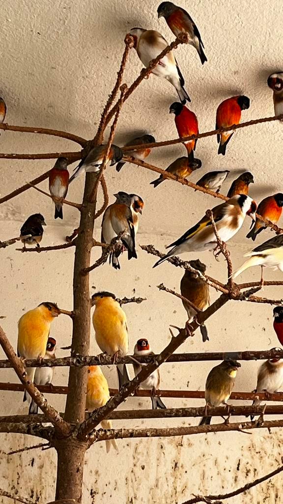 Prachtige Kapoetsensijs en Majoor putters, Dieren en Toebehoren, Vogels | Overige Vogels, Meerdere dieren