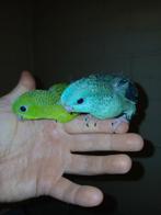 Handtamme catharina parkieten 2025 Limburg België, Dieren en Toebehoren, Meerdere dieren, Parkiet, Geringd