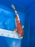 Japanse koi. doitsu kujaku 35 cm lang, Dieren en Toebehoren, Vissen | Vijvervissen, Karper of Koi
