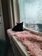Kater zwart. Met kitten zoeken een thuis, Kater, Kortharig, 0 tot 2 jaar