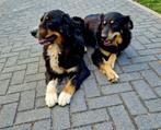 Lieve, aanhankelijke honden zoeken een nieuw thuis, Particulier, Rabiës (hondsdolheid), Meerdere, 3 tot 5 jaar