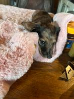 Teckel pups, Dieren en Toebehoren, Honden | Teckels en Dashonden, Kaninchen, Rabiës (hondsdolheid), 8 tot 15 weken, Korthaar
