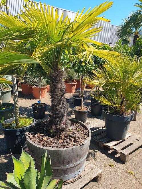 Aanbieding palmboom, Tuin en Terras, Planten | Bomen, Palmboom, Volle zon, Zomer, Ophalen