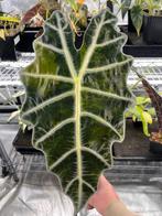 Grote Alocasia Sanderiana Aurea bull variegata, Huis en Inrichting, Kamerplanten, Overige soorten, In pot, Minder dan 100 cm, Bloeiende kamerplant