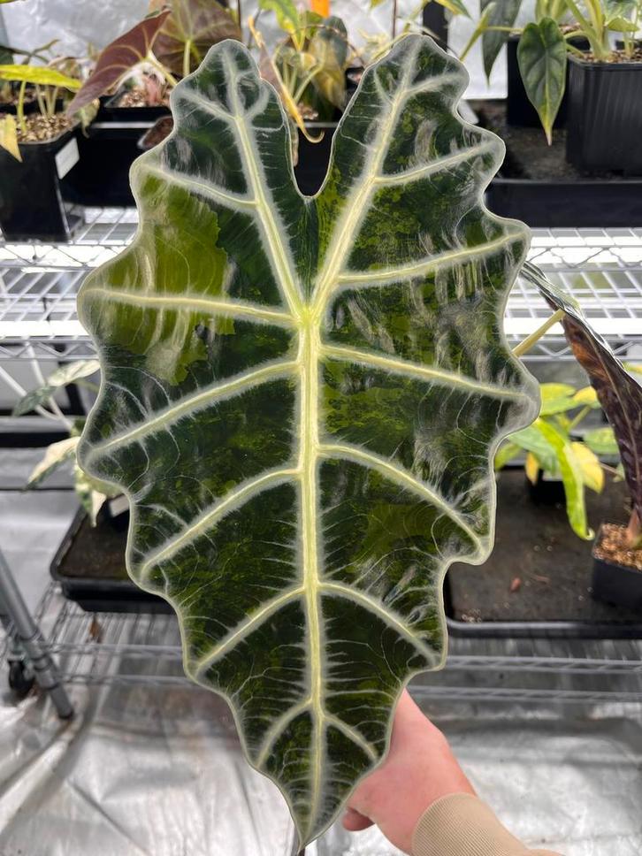 Grote Alocasia Sanderiana Aurea bull variegata, Huis en Inrichting, Kamerplanten, Overige soorten, Minder dan 100 cm, Bloeiende kamerplant