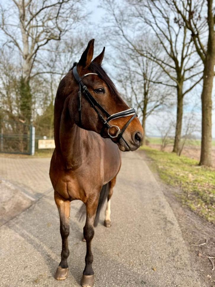 Bwp ruin, Dieren en Toebehoren, Paarden, Ruin, Recreatiepaard