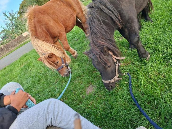 Bijrijders/verzorgers gezocht, Dieren en Toebehoren, Paarden en Pony's | Overige Paardenspullen, Nieuw, Overige soorten, Ophalen