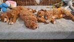 Mini Australian Labradoodle teefjes, Overige rassen, 8 tot 15 weken, Teef, Meerdere
