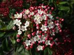 Wintergroene Sneeuwbal Struik / Viburnum Tinus, Volle zon, Vaste plant, Winter, Ophalen