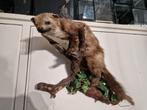 Opgezette steenmarter Taxidermy opknapper, Ophalen of Verzenden, Gebruikt, Vogel, Opgezet dier