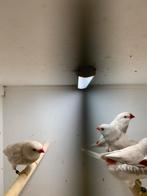 diamandvink pastel, Meerdere dieren