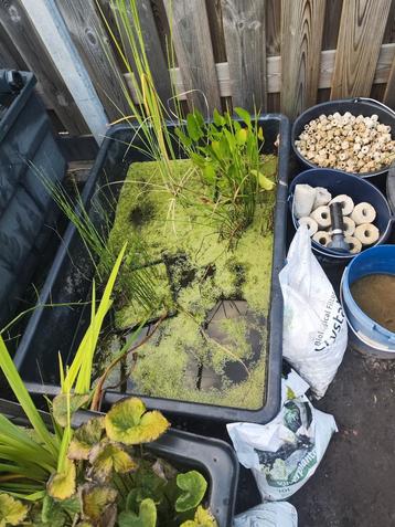 Div vijver planten beschikbaar voor biedingen