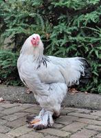 Brahma haan, Dieren en Toebehoren, Pluimvee, Mannelijk, Kip