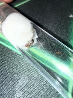 Pheidole pallidula mieren kolonie, Dieren en Toebehoren, Mieren