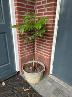 Walnoten, boompje, Ophalen, Halfschaduw, Overige soorten, 100 tot 250 cm