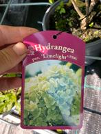 Pluimhortensia ‘limelight’, Tuin en Terras, Planten | Tuinplanten, Ophalen, Zomer, Overige soorten, Halfschaduw