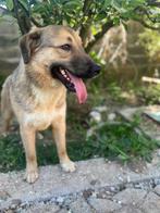 Verlegen, speelse Gandalf is een schat van een hond, Particulier, Rabiës (hondsdolheid), Reu, 1 tot 2 jaar