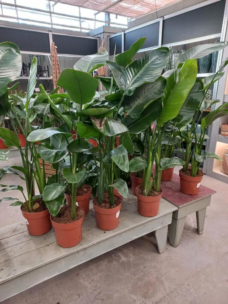 Strelitzia 140cm p21, Huis en Inrichting, Kamerplanten, Overige soorten, Minder dan 100 cm, Groene kamerplant, Halfschaduw, Ophalen