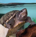 Muskus schildpad 'stinkpotje', 7 jaar oud, vrouwtje, Dieren en Toebehoren, Reptielen en Amfibieën, 7 tot 10 jaar, Schildpad