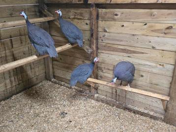 4 parelhoenders beschikbaar voor biedingen