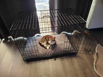 Honden bench beschikbaar voor biedingen