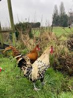 Appenzeller spiskuif hanen, Dieren en Toebehoren, Mannelijk, Kip