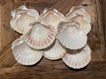 15 Grote schelpen- sint jacob schelp- knutsel decoupage beschikbaar voor biedingen