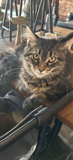 Prachtige Maine Coon kittens twee zusjes 4 mnd oud, Dieren en Toebehoren, Katten en Kittens | Raskatten | Korthaar, Meerdere dieren