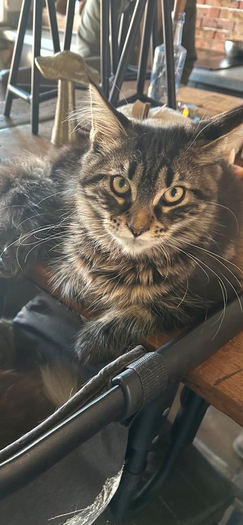 Prachtige Maine Coon kittens twee zusjes 4 mnd oud, Dieren en Toebehoren, Katten en Kittens | Raskatten | Korthaar, Meerdere dieren