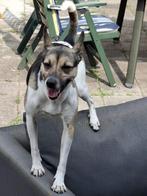 Boerenfox zwart wit bruin 40cm schothoogte, Dieren en Toebehoren, Reu, CDV (hondenziekte), 1 tot 2 jaar, Eén hond