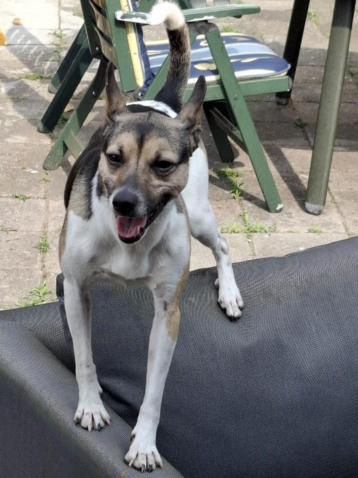 Boerenfox zwart wit bruin 40cm schothoogte, Dieren en Toebehoren, Honden | Herdershonden en Veedrijvers, Reu, Particulier, Eén hond