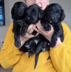 Labradoodle pups medium zwart, Dieren en Toebehoren, Rabiës (hondsdolheid), 8 tot 15 weken, Meerdere, Meerdere dieren