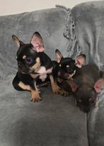 Zeldzame Franse Bulldog pups - Lilac & Tan en Black & Tan, Dieren en Toebehoren, Honden | Bulldogs, Pinschers en Molossers, Rabiës (hondsdolheid)
