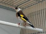 Parva Putter Te Koop, Dieren en Toebehoren, Vogels | Overige Vogels, Mannelijk, Wildzangvogel, Geringd