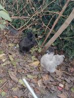 Haan & 2 hennen & 2 babys zijdehoen Februari 2025, Meerdere dieren, Kip
