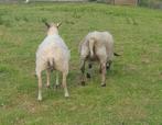 Drachtige schapen bont wit swifter texelaar, Dieren en Toebehoren, Vrouwelijk, Schaap