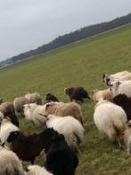 Gezocht land te huur gezocht, Dieren en Toebehoren, Schapen, Geiten en Varkens, Schaap